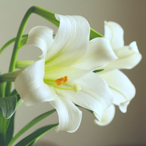 CHIẾT XUẤT HOA LY